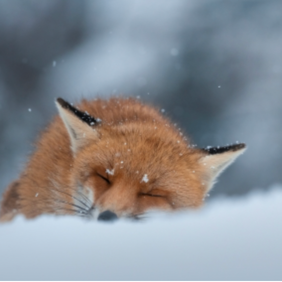 Don Kelsen (nooooo.lens) Lens social identity (.lens handle) PFP