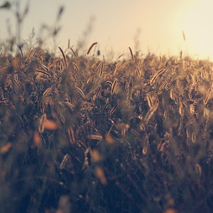 AdorableHamster (kwyse.lens) Lens social identity (.lens handle) PFP