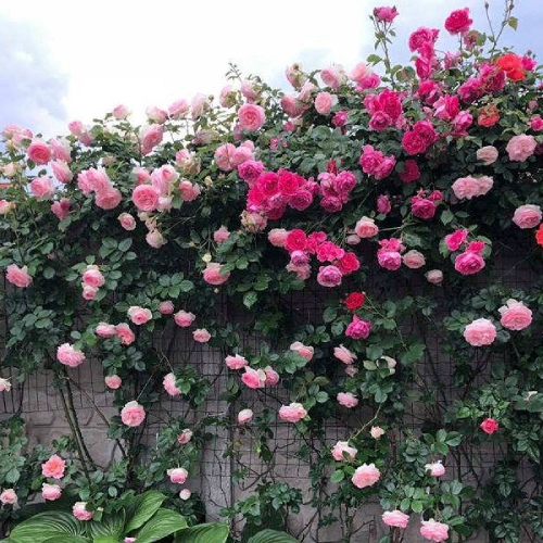 tuanh (lens23.lens) Lens social identity (.lens handle) PFP