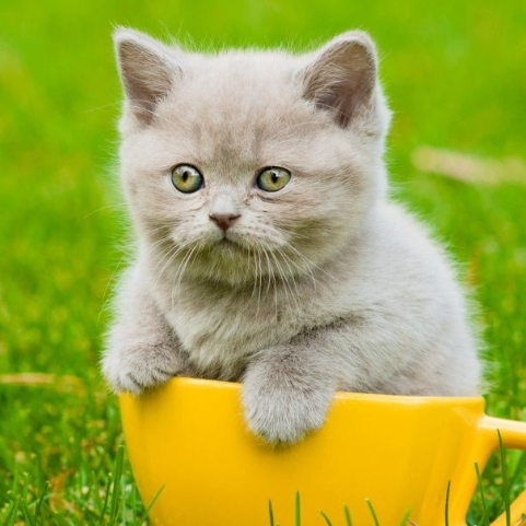 Dennis Arnold (ooooxx.lens) Lens social identity (.lens handle) PFP