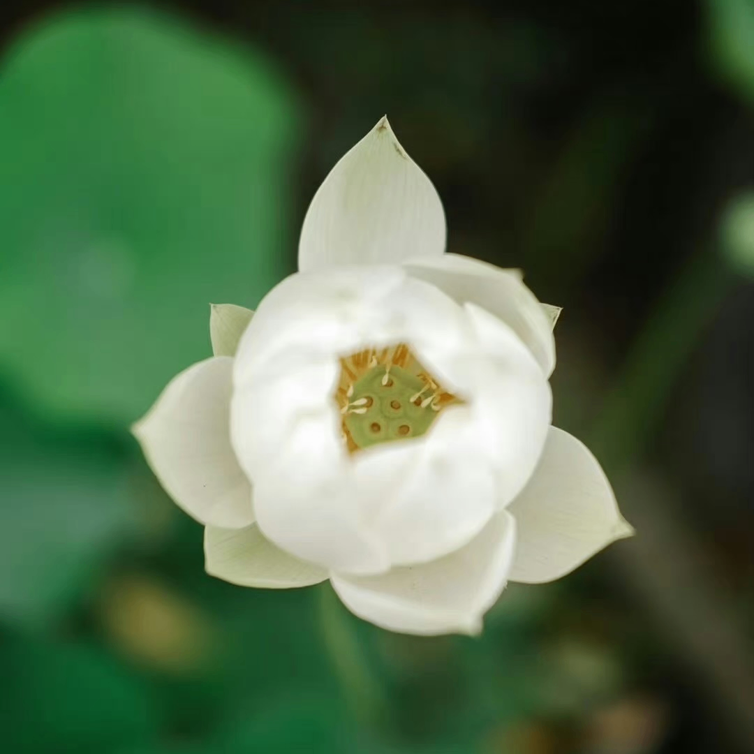 Olivia Wilson (doiriss.lens) Lens social identity (.lens handle) PFP