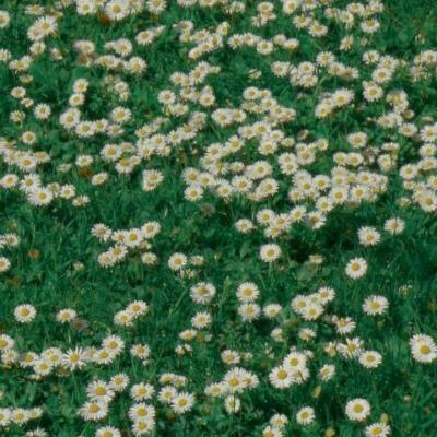 こうじ (deanan.lens) Lens social identity (.lens handle) PFP