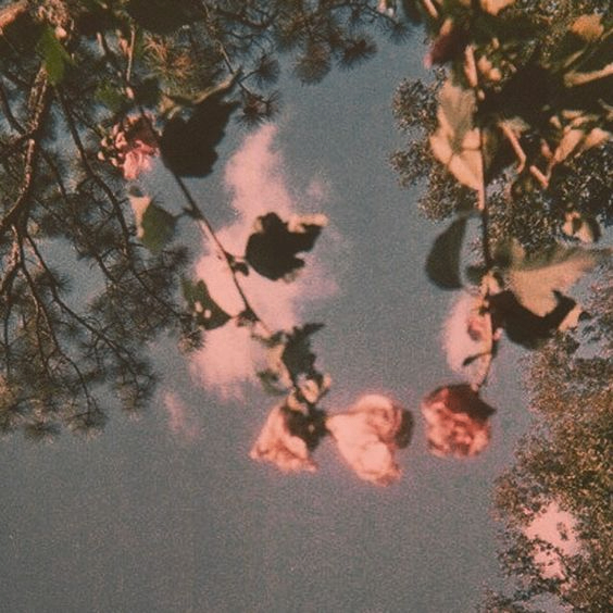 Donald (q54td.lens) Lens social identity (.lens handle) PFP