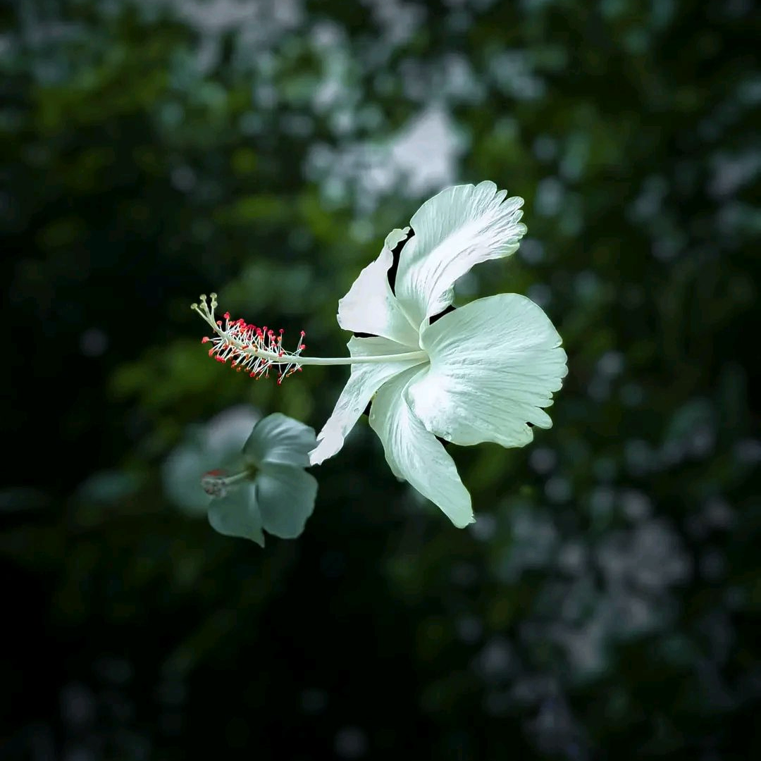 Angel (hoshi.lens) Lens social identity (.lens handle) PFP