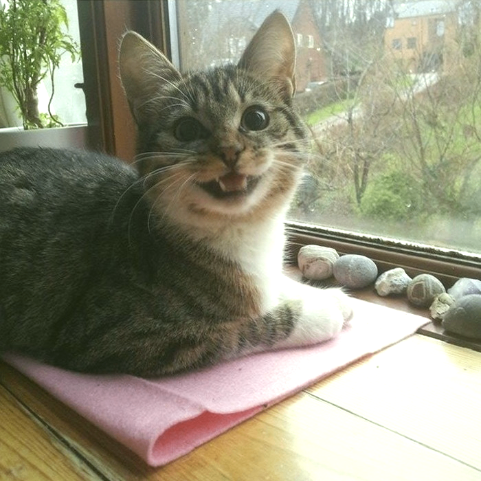 Meownk (huytv.lens) Lens social identity (.lens handle) PFP