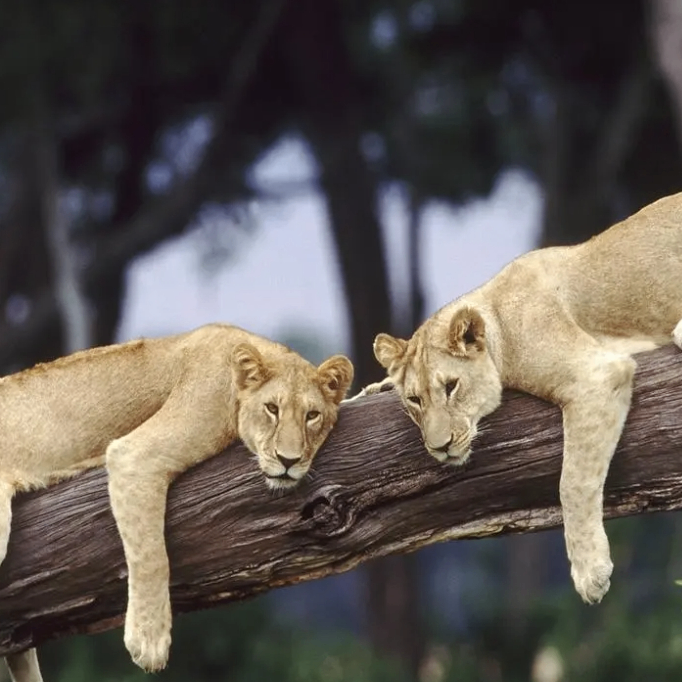 Sara Christophe (nnnggg.lens) Lens social identity (.lens handle) PFP