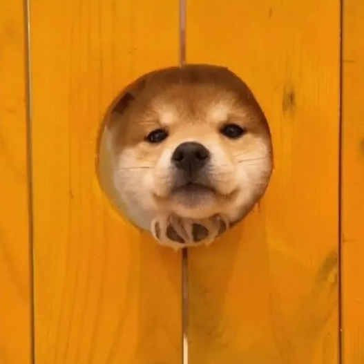 Frankly (frankw.lens) Lens social identity (.lens handle) PFP