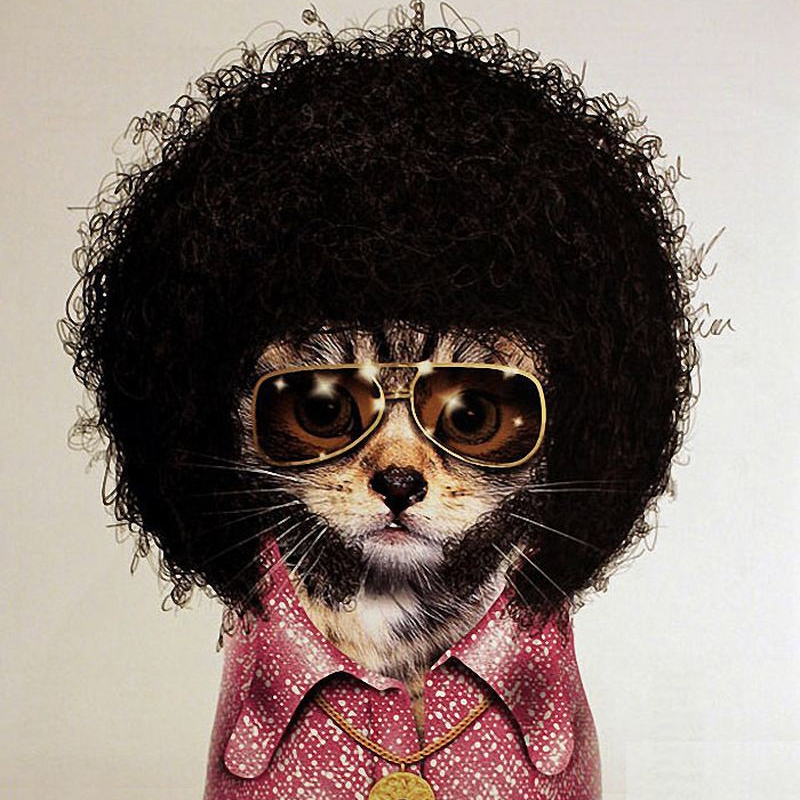 Peti (petipa.lens) Lens social identity (.lens handle) PFP