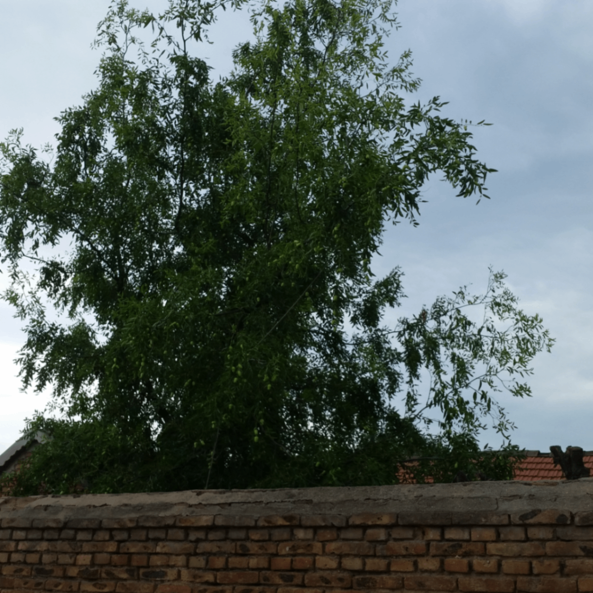 jia guo (isbase.lens) Lens social identity (.lens handle) PFP