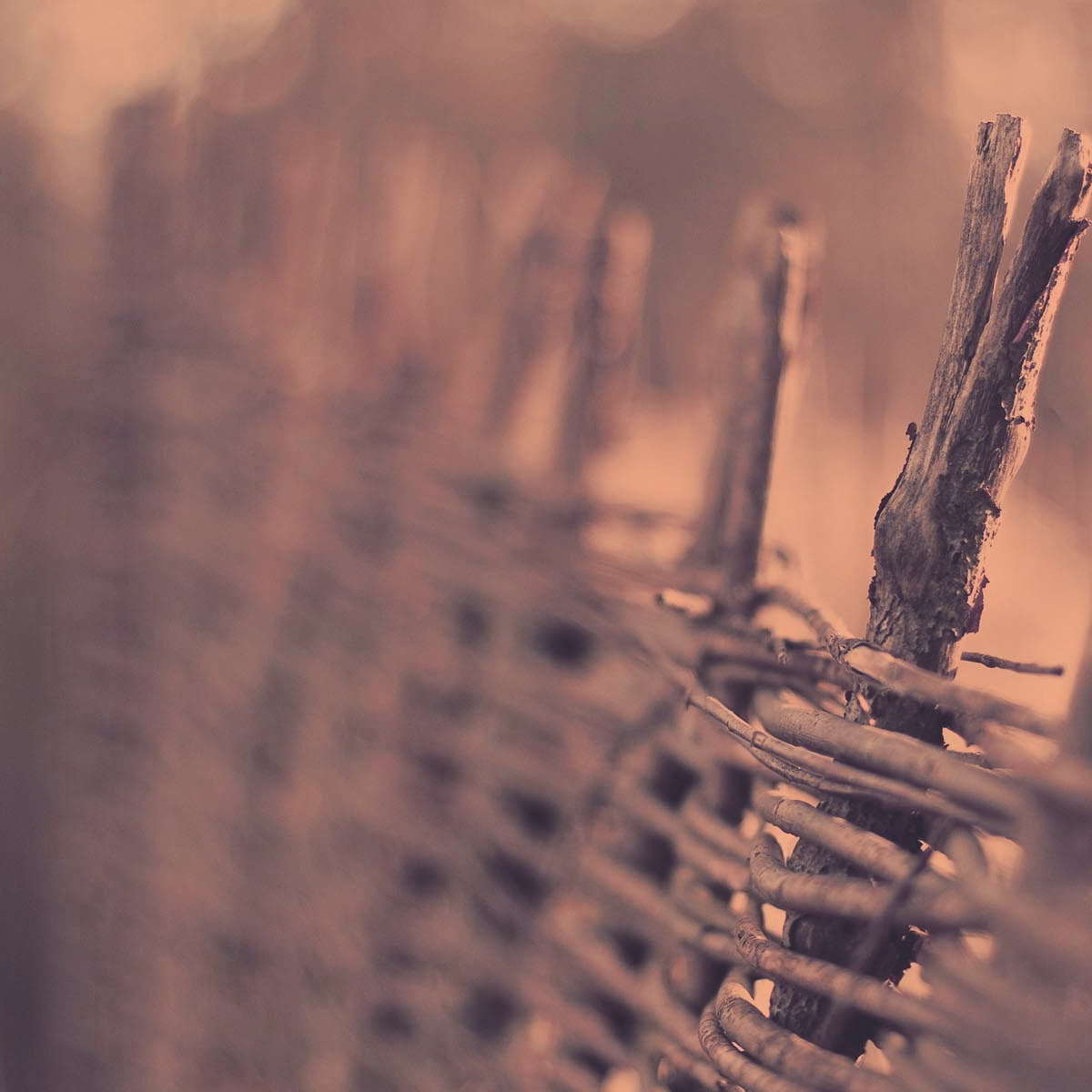 cv (gushy.lens) Lens social identity (.lens handle) PFP