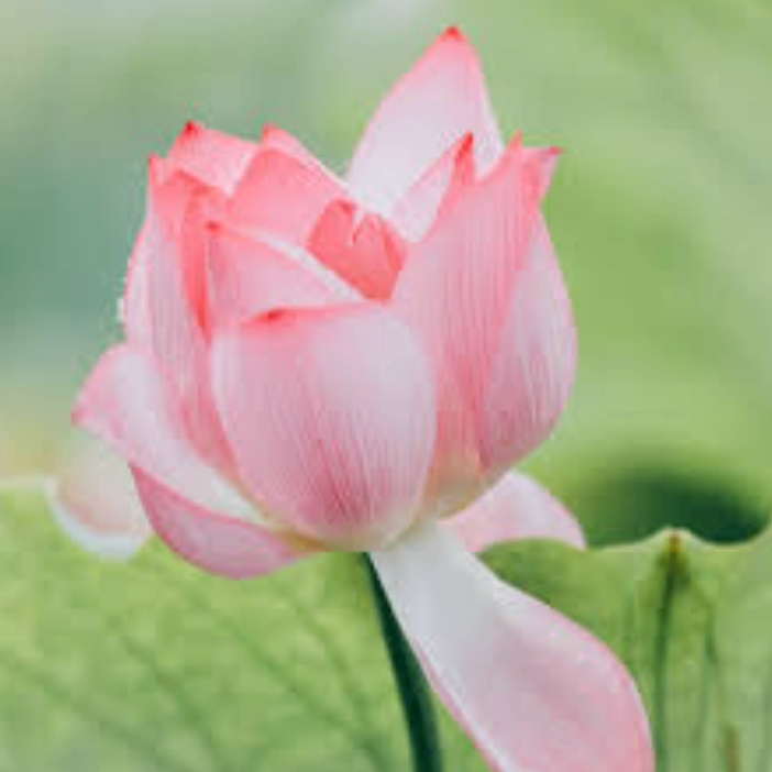 uyuyutytryr (gttttt.lens) Lens social identity (.lens handle) PFP