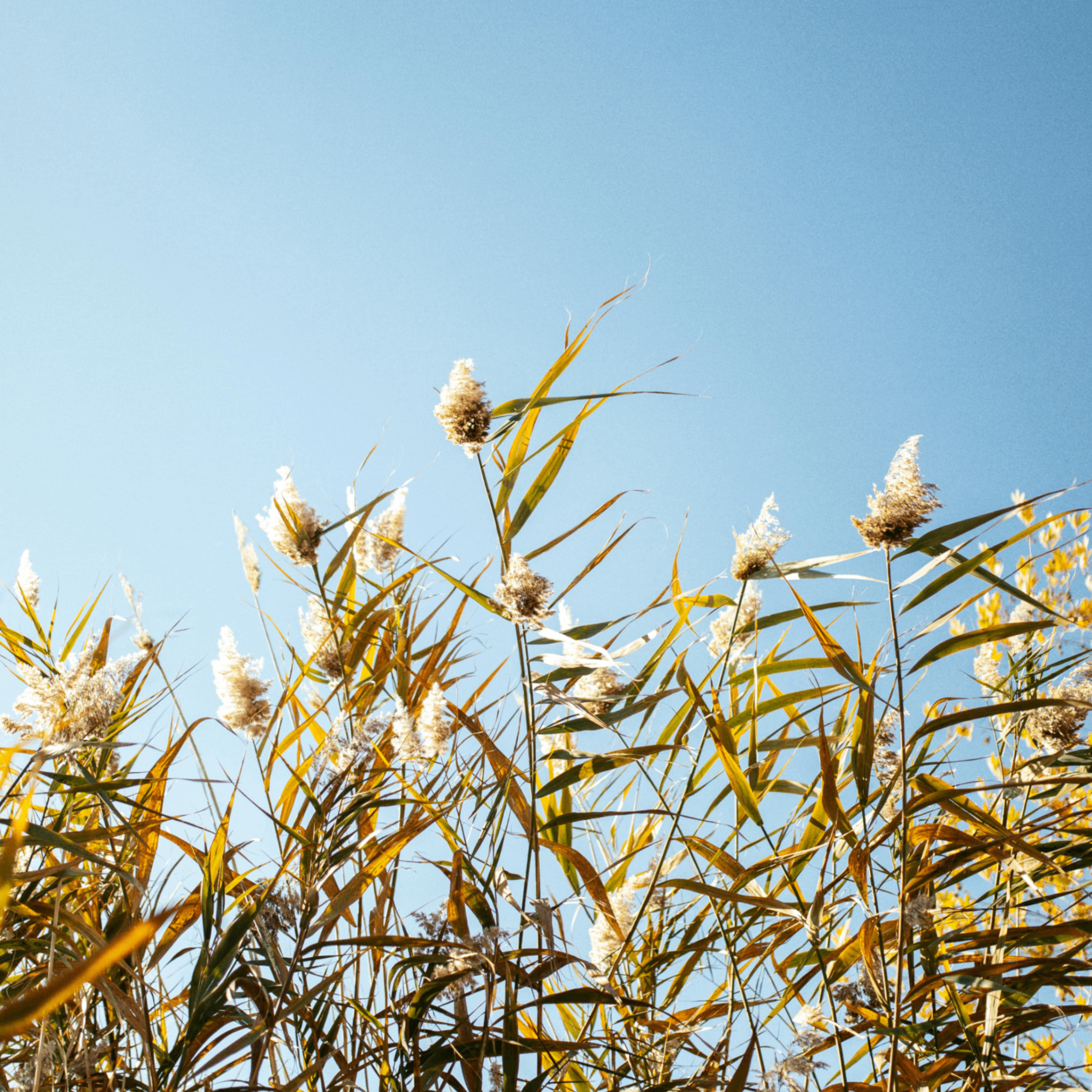 tootm (tootm.lens) Lens social identity (.lens handle) PFP