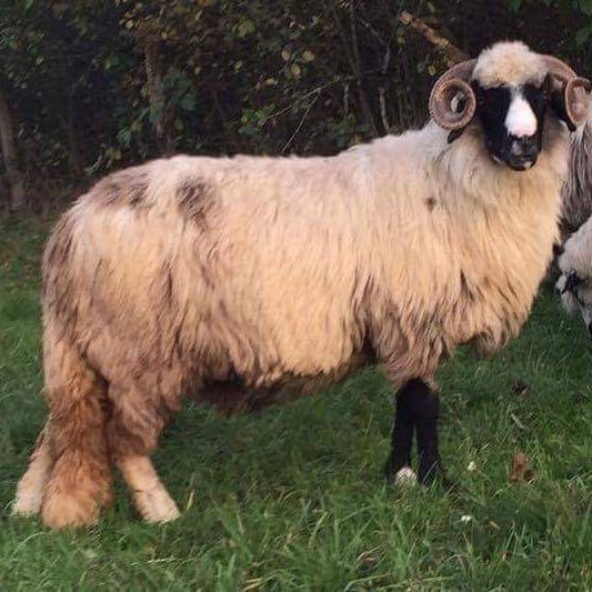 pred22 (pred22.lens) Lens social identity (.lens handle) PFP