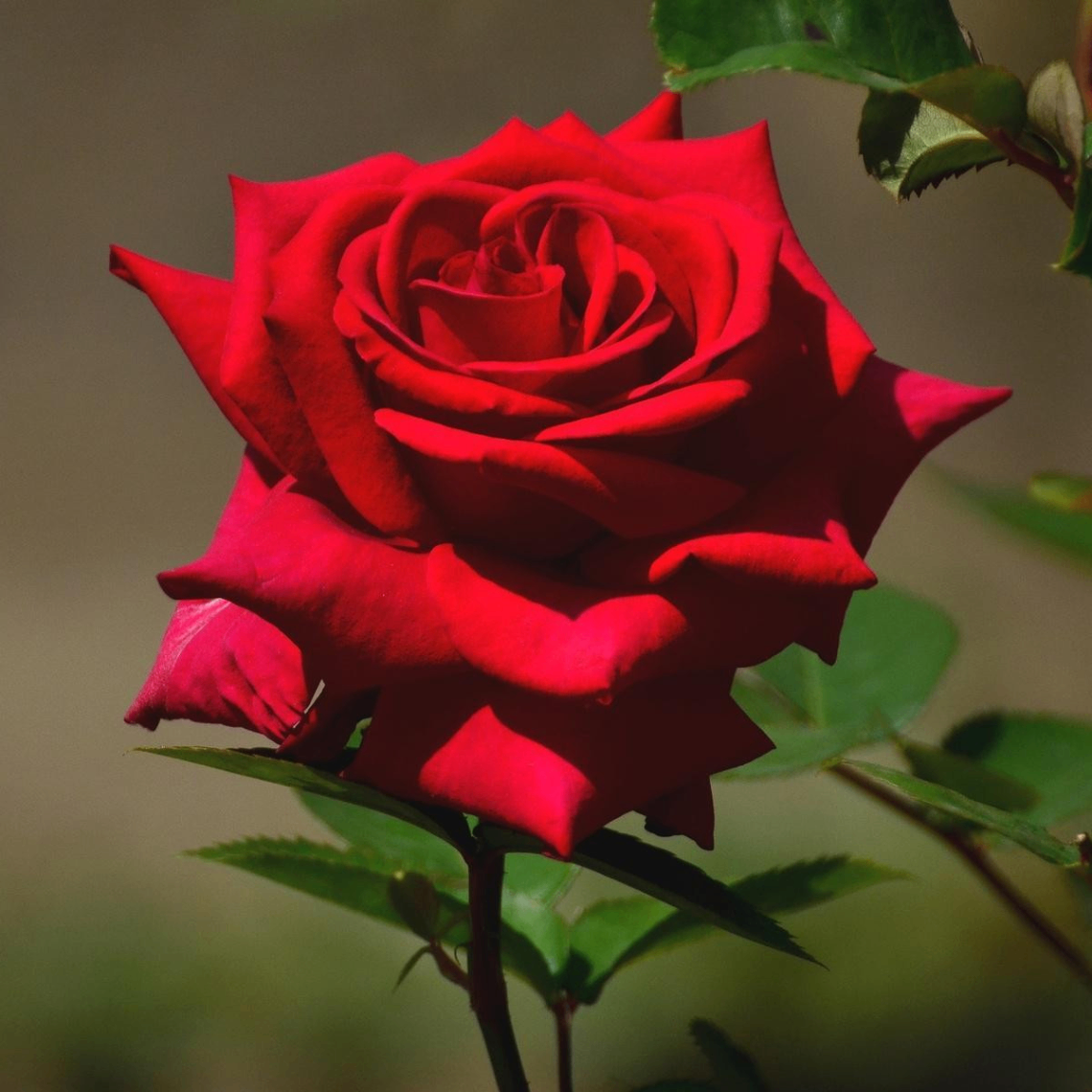 rosni (rosni.lens) Lens social identity (.lens handle) PFP