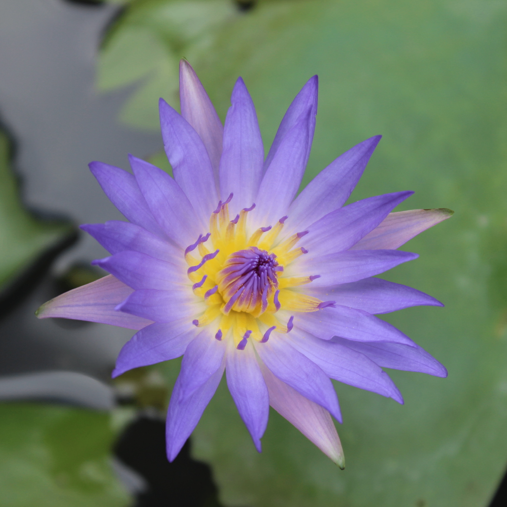 Cường Nguyễn (cuongnguyen.lens) Lens social identity (.lens handle) PFP