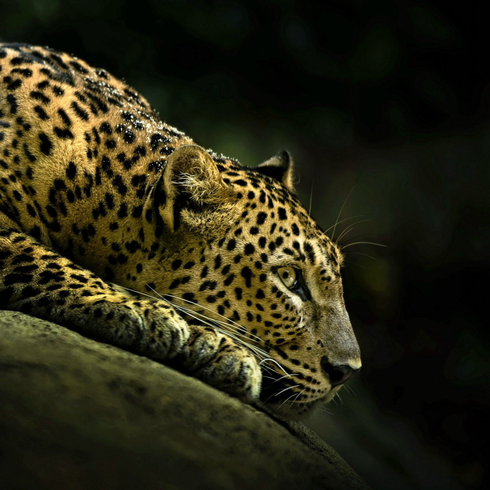 mojtaba95 (mojtaba95.lens) Lens social identity (.lens handle) PFP