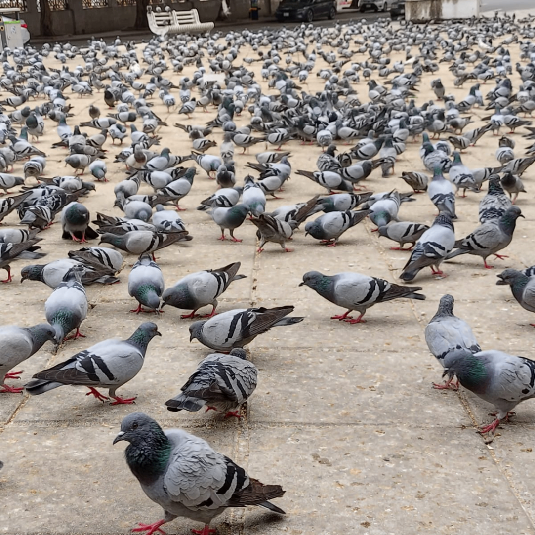 atif iftikhar (atif22.lens) Lens social identity (.lens handle) PFP