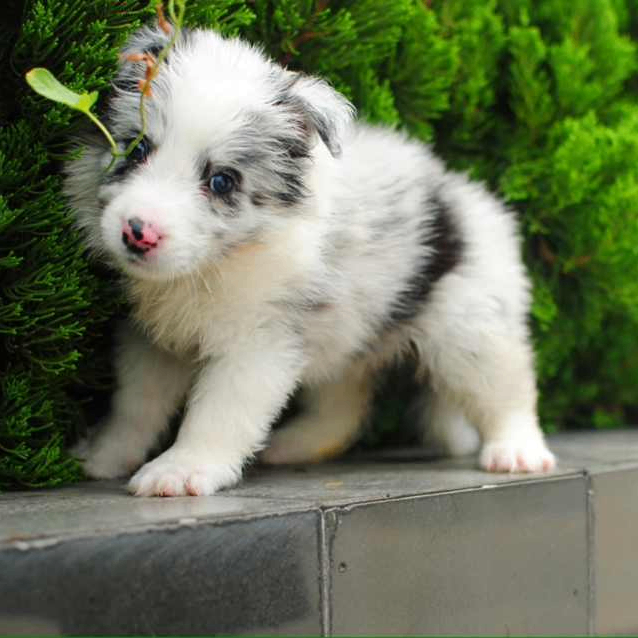 campbello.lens Lens social identity (.lens handle) PFP