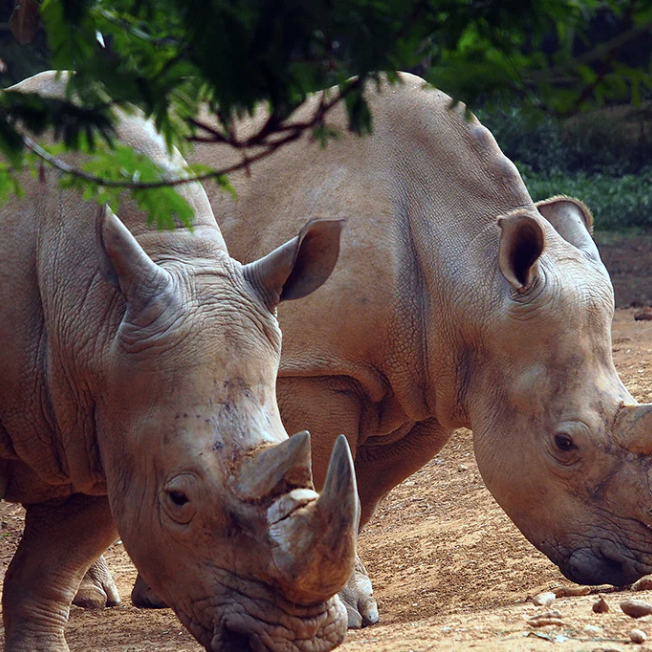 Otto Nathaniei (nssss.lens) Lens social identity (.lens handle) PFP