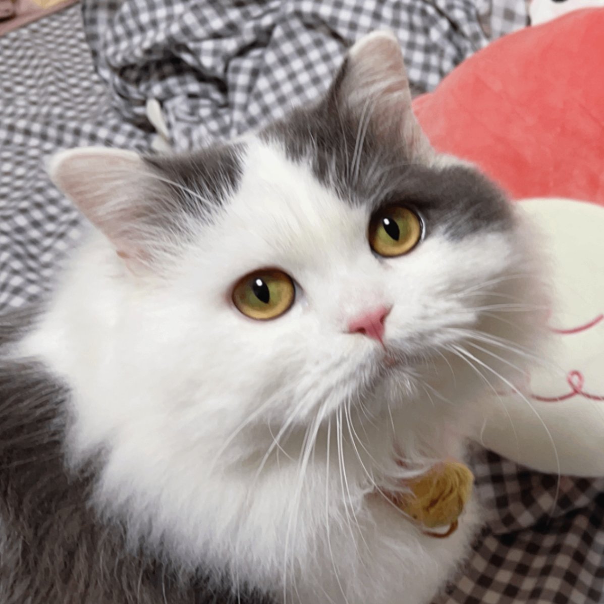 JANE (xiaozaizaibaby666owo.lens) Lens social identity (.lens handle) PFP