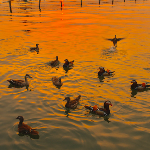 Sunset (zouibqa.lens) Lens social identity (.lens handle) PFP