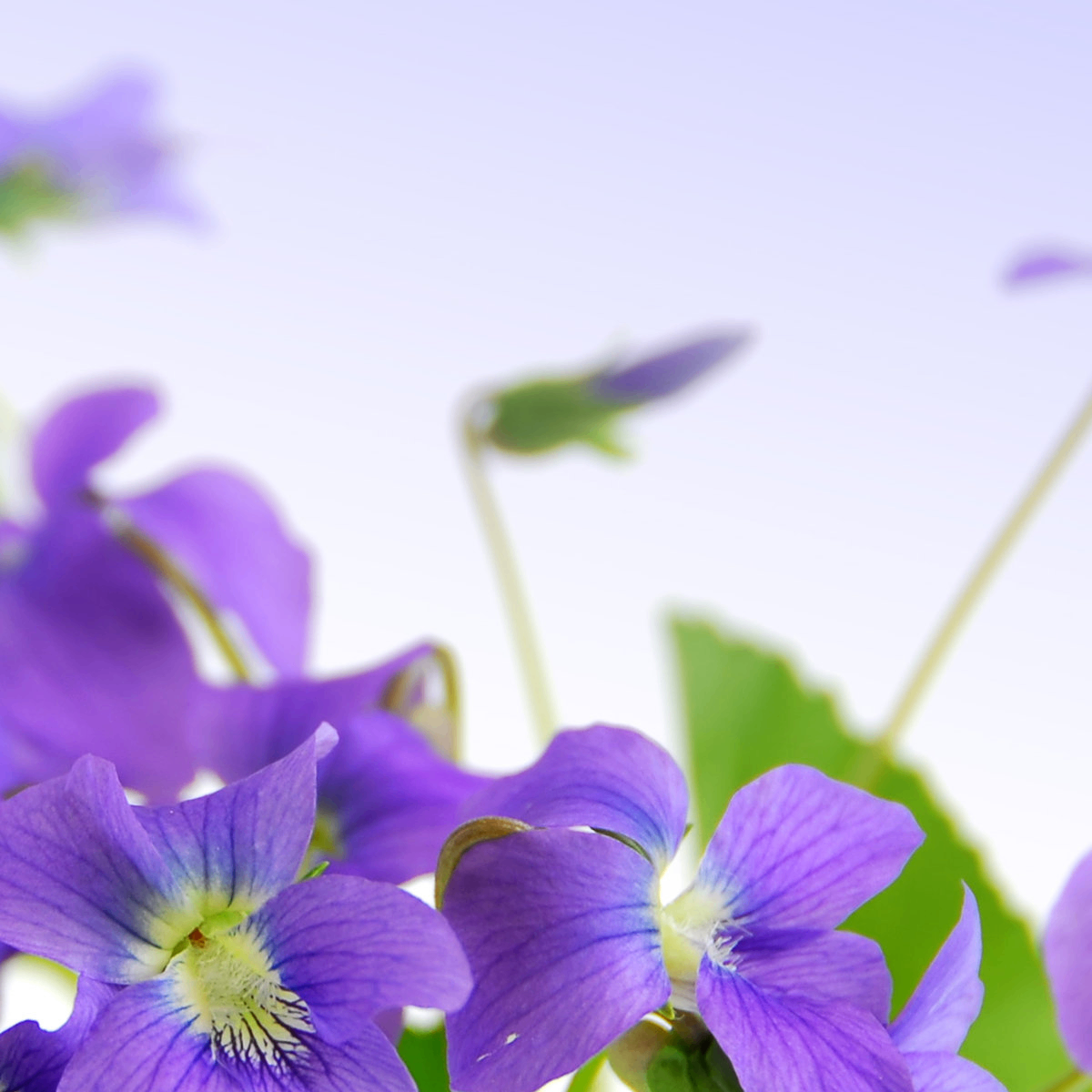 HHknowwhen (hhknowwhen.lens) Lens social identity (.lens handle) PFP