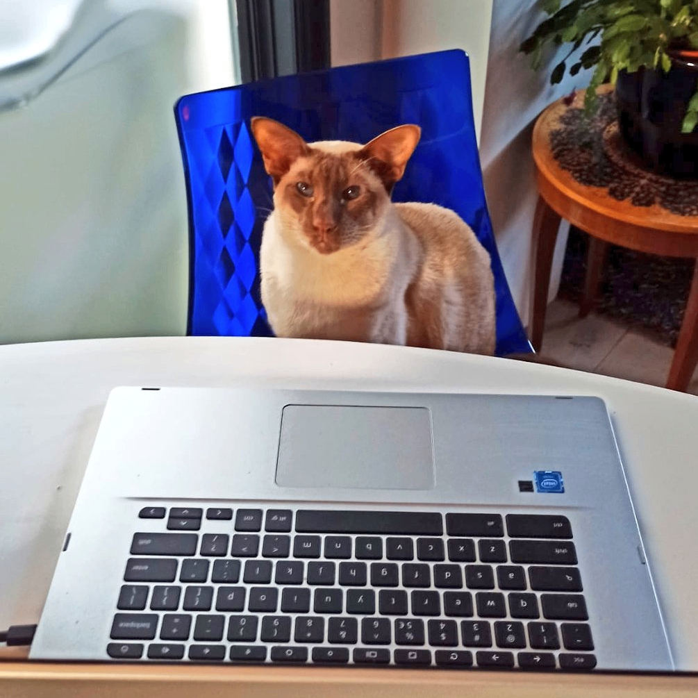 sin (sinhaarbal.lens) Lens social identity (.lens handle) PFP