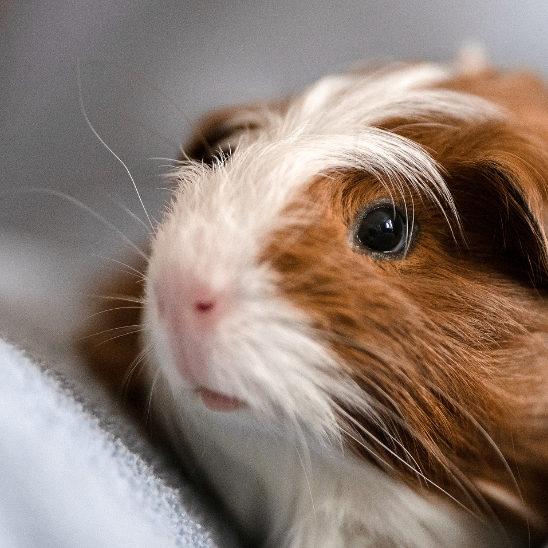 Tammy Blume (jjjjz.lens) Lens social identity (.lens handle) PFP