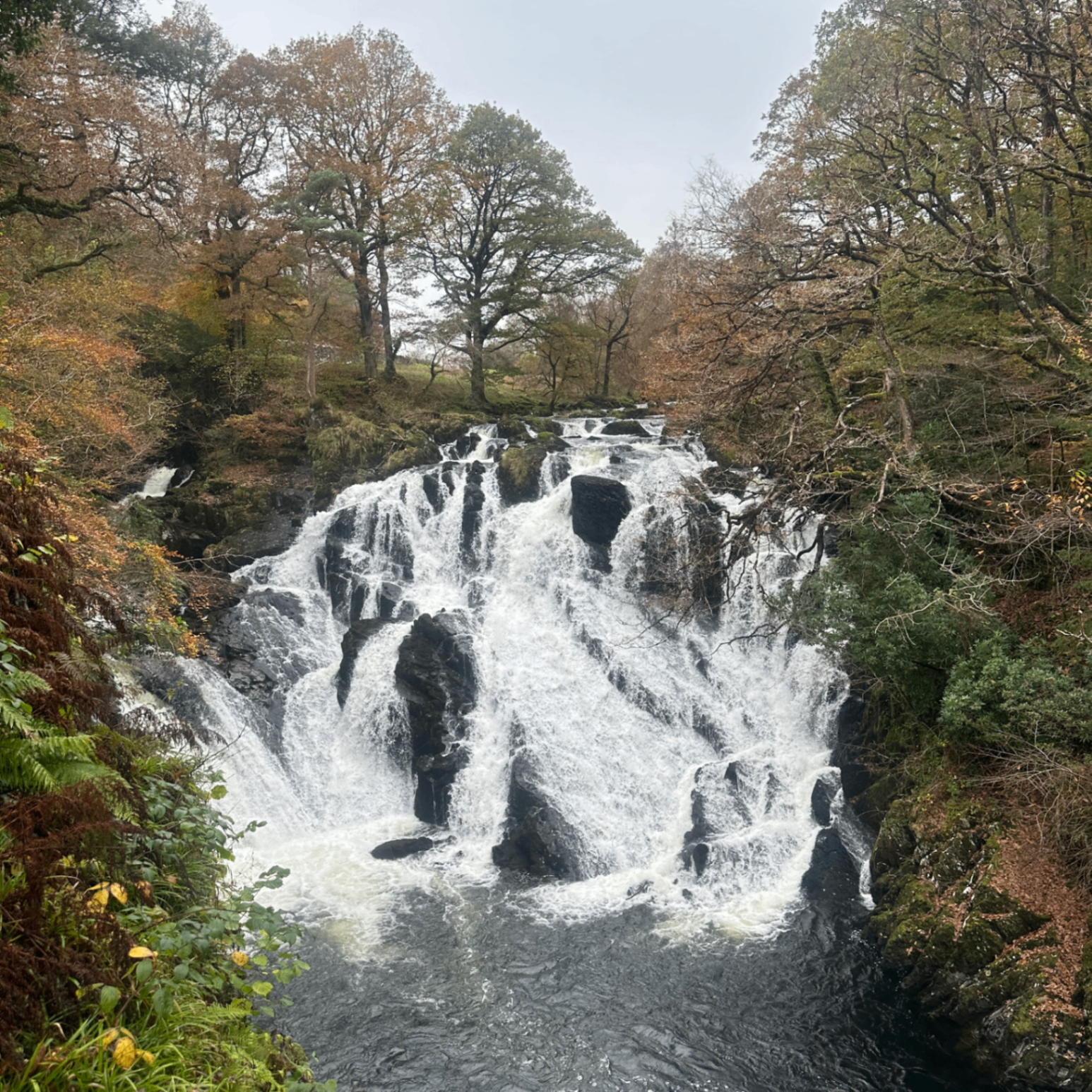 Dev (neodad79.lens) Lens social identity (.lens handle) PFP