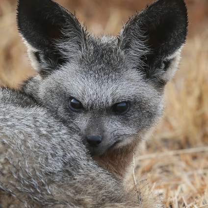 Ian Antoinette (nnnaaa.lens) Lens social identity (.lens handle) PFP