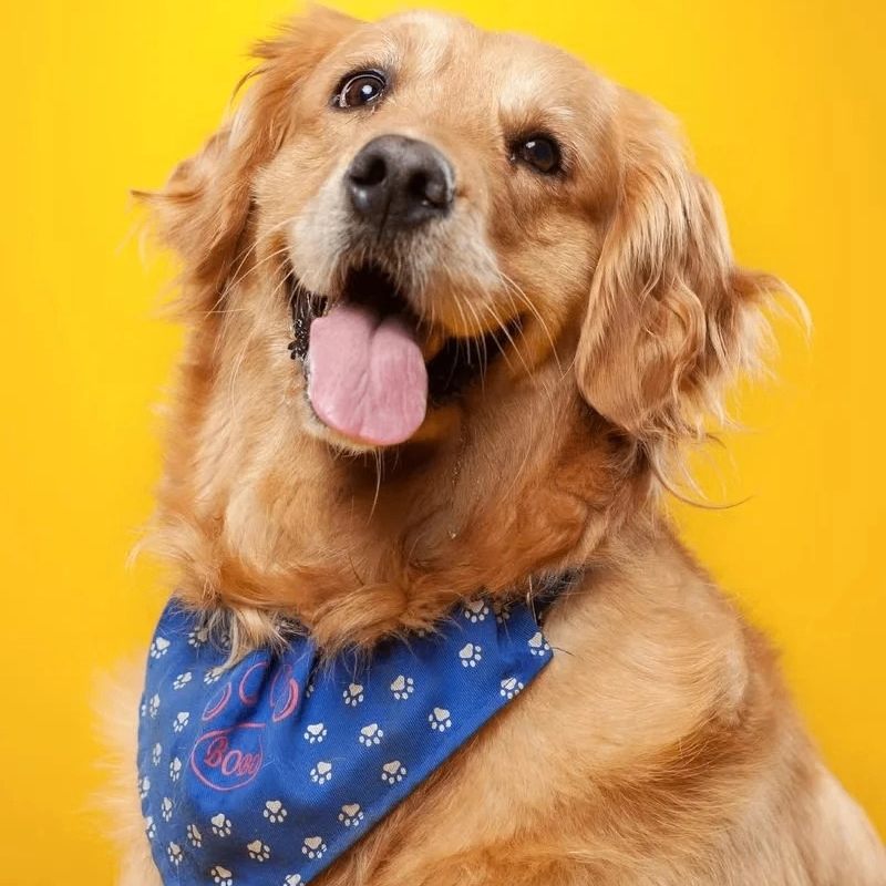 Little Lion (0xllion.lens) Lens social identity (.lens handle) PFP