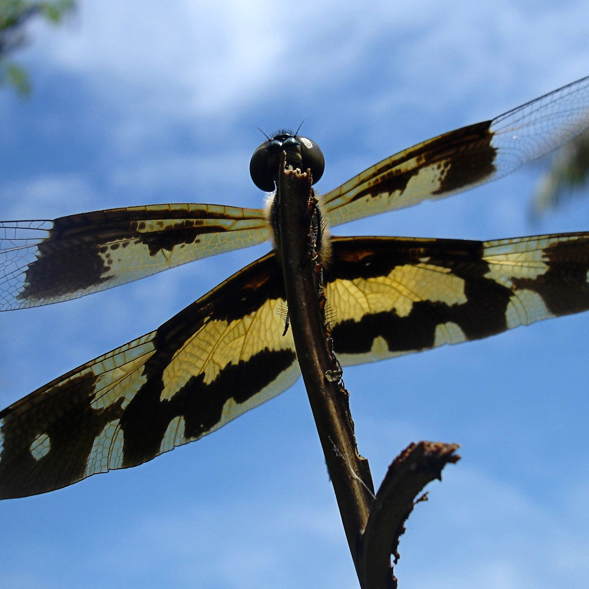 bu (fomo18.lens) Lens social identity (.lens handle) PFP