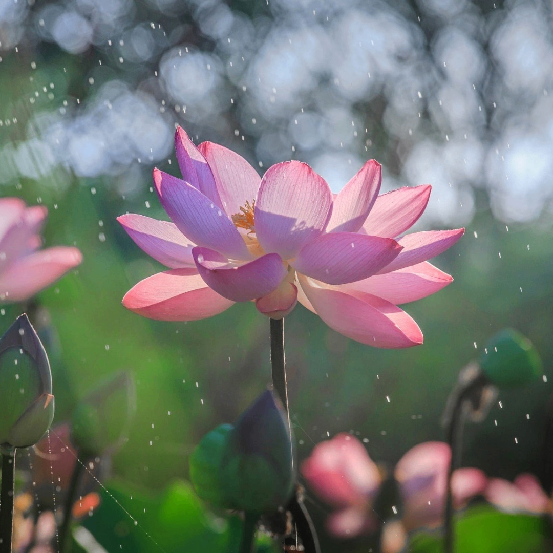 jsjsjsjs.lens Lens social identity (.lens handle) PFP