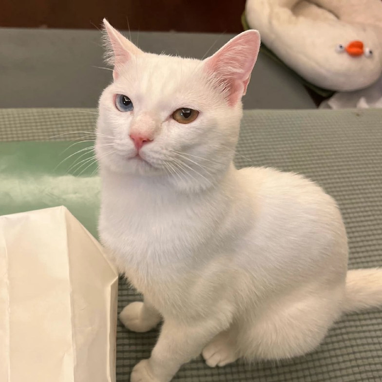 Hi (kuang.lens) Lens social identity (.lens handle) PFP