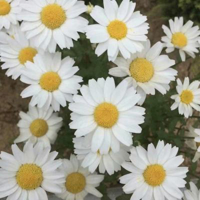 William (zksyncoh.lens) Lens social identity (.lens handle) PFP