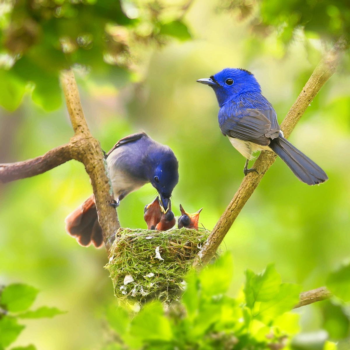 gij (aperaper.lens) Lens social identity (.lens handle) PFP