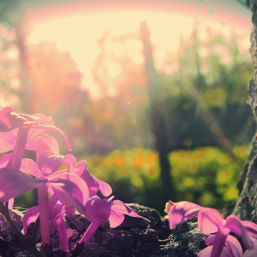 vb (nexco.lens) Lens social identity (.lens handle) PFP