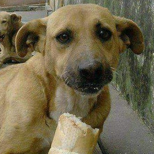 Rune (middaylove.lens) Lens social identity (.lens handle) PFP