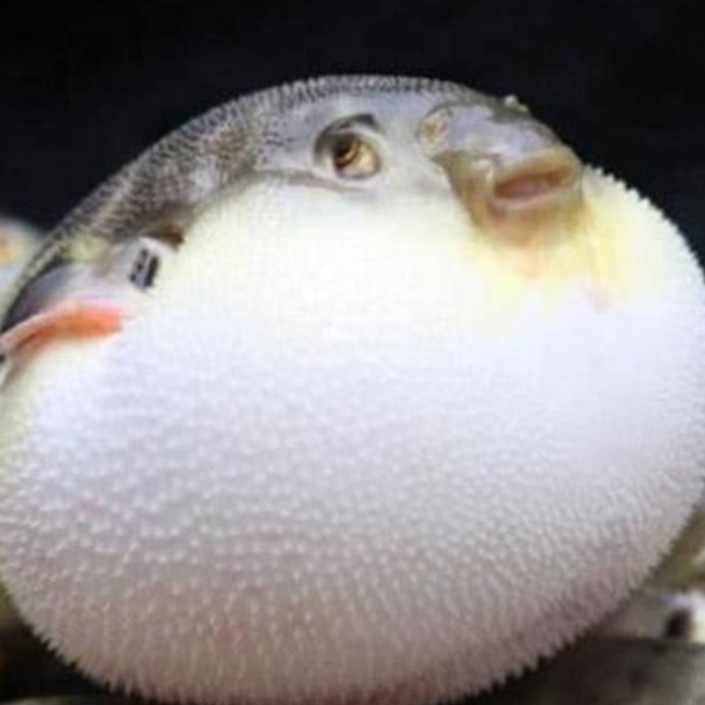 vcvxcv (fddddd.lens) Lens social identity (.lens handle) PFP