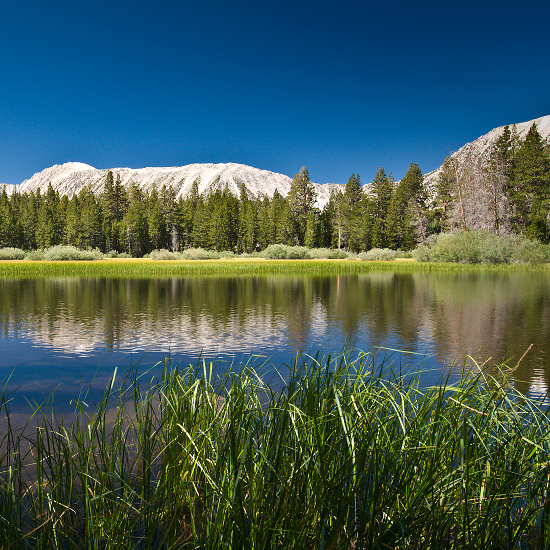 vew (muiilo.lens) Lens social identity (.lens handle) PFP