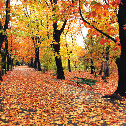 dinesh (axisbank.lens) Lens social identity (.lens handle) PFP