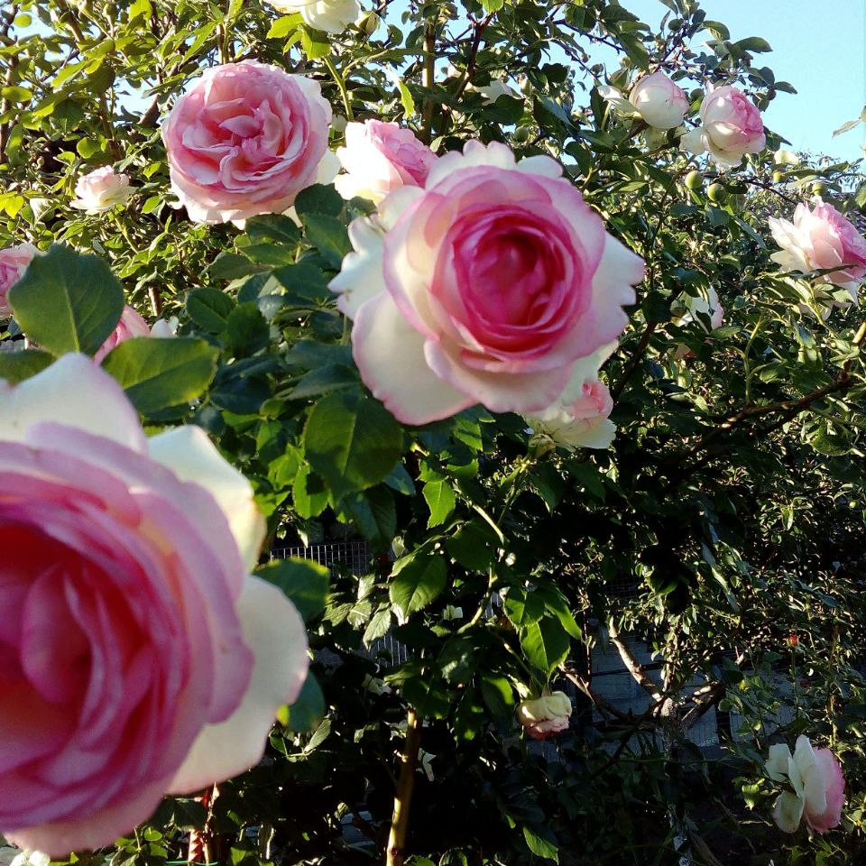 irene (gord555.lens) Lens social identity (.lens handle) PFP