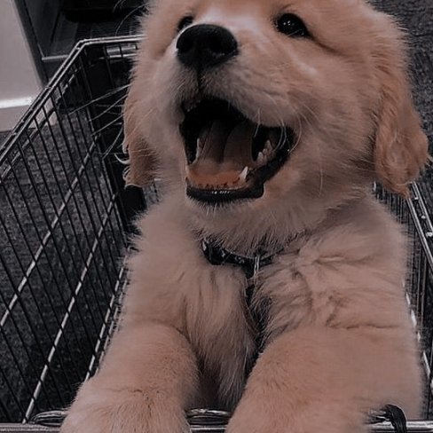 ElizabelJovina (elizabeljovina.lens) Lens social identity (.lens handle) PFP