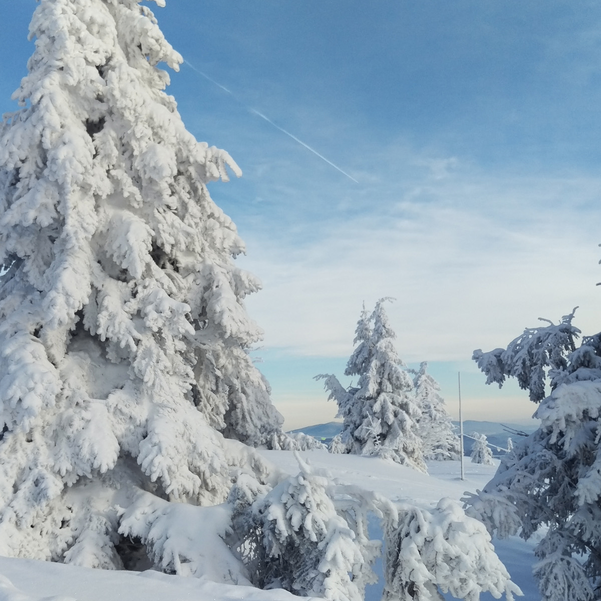 l; (tinge.lens) Lens social identity (.lens handle) PFP