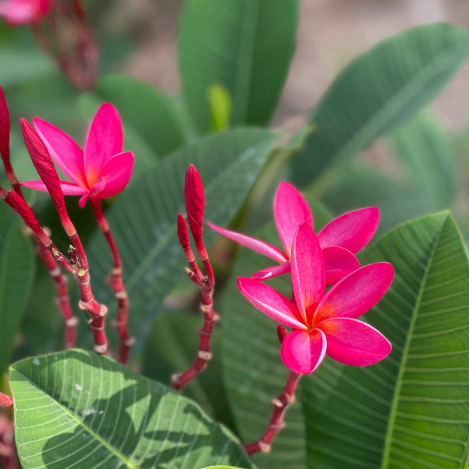 liu (73892.lens) Lens social identity (.lens handle) PFP