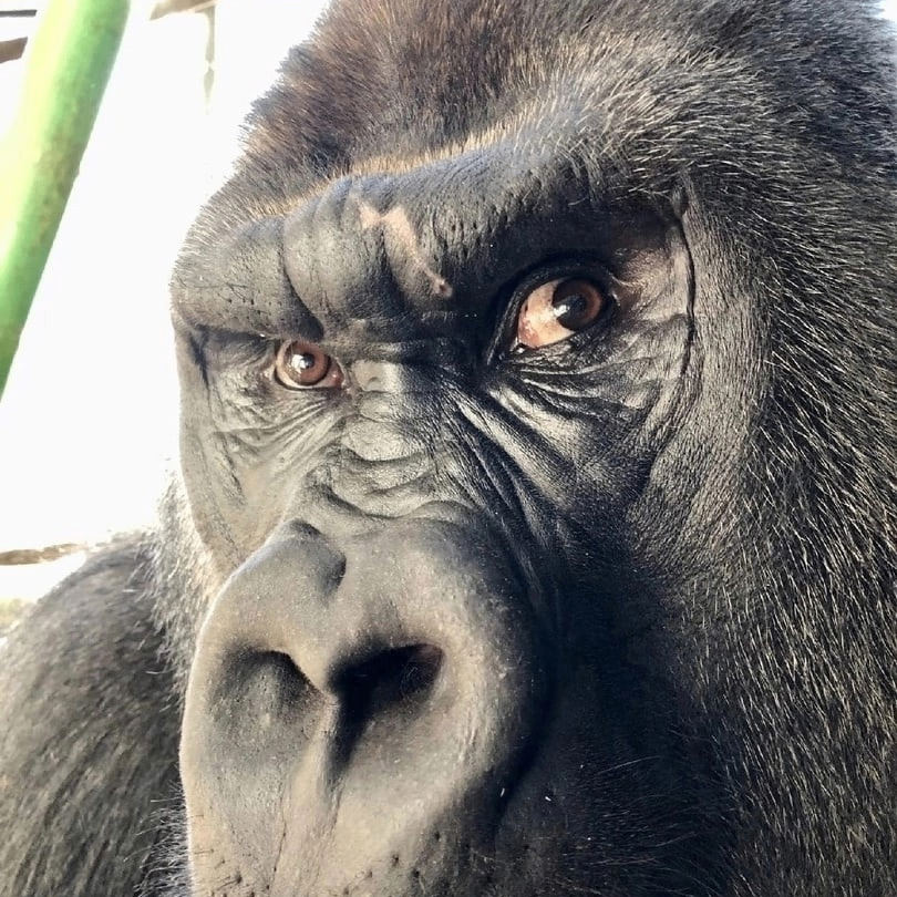 Roman (mxbely3.lens) Lens social identity (.lens handle) PFP