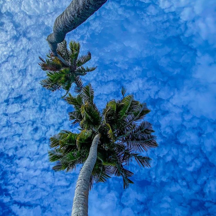 Iveey (iveey.lens) Lens social identity (.lens handle) PFP