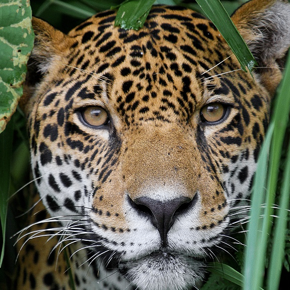 Jimmy Casyge (aicryptothrown.lens) Lens social identity (.lens handle) PFP