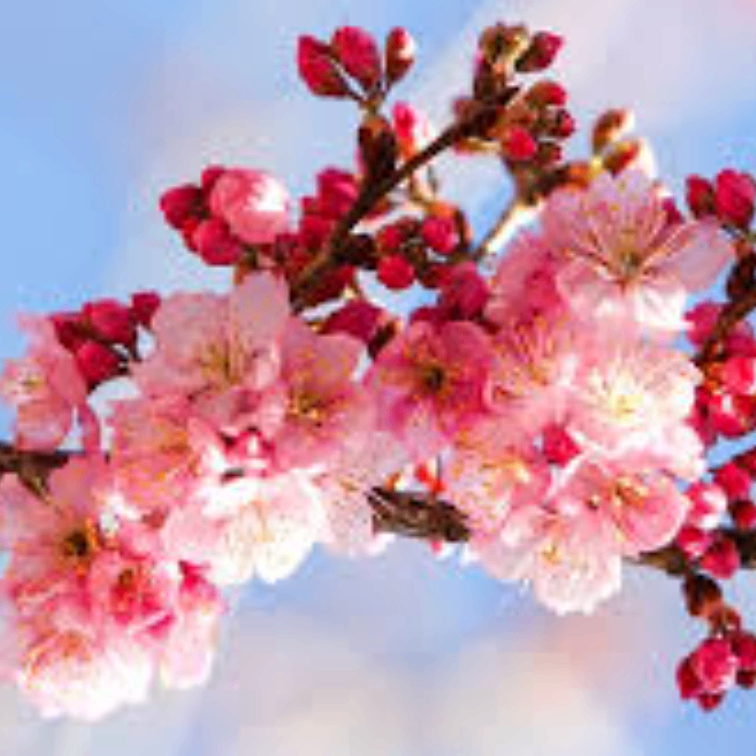 fdkg (llssll.lens) Lens social identity (.lens handle) PFP