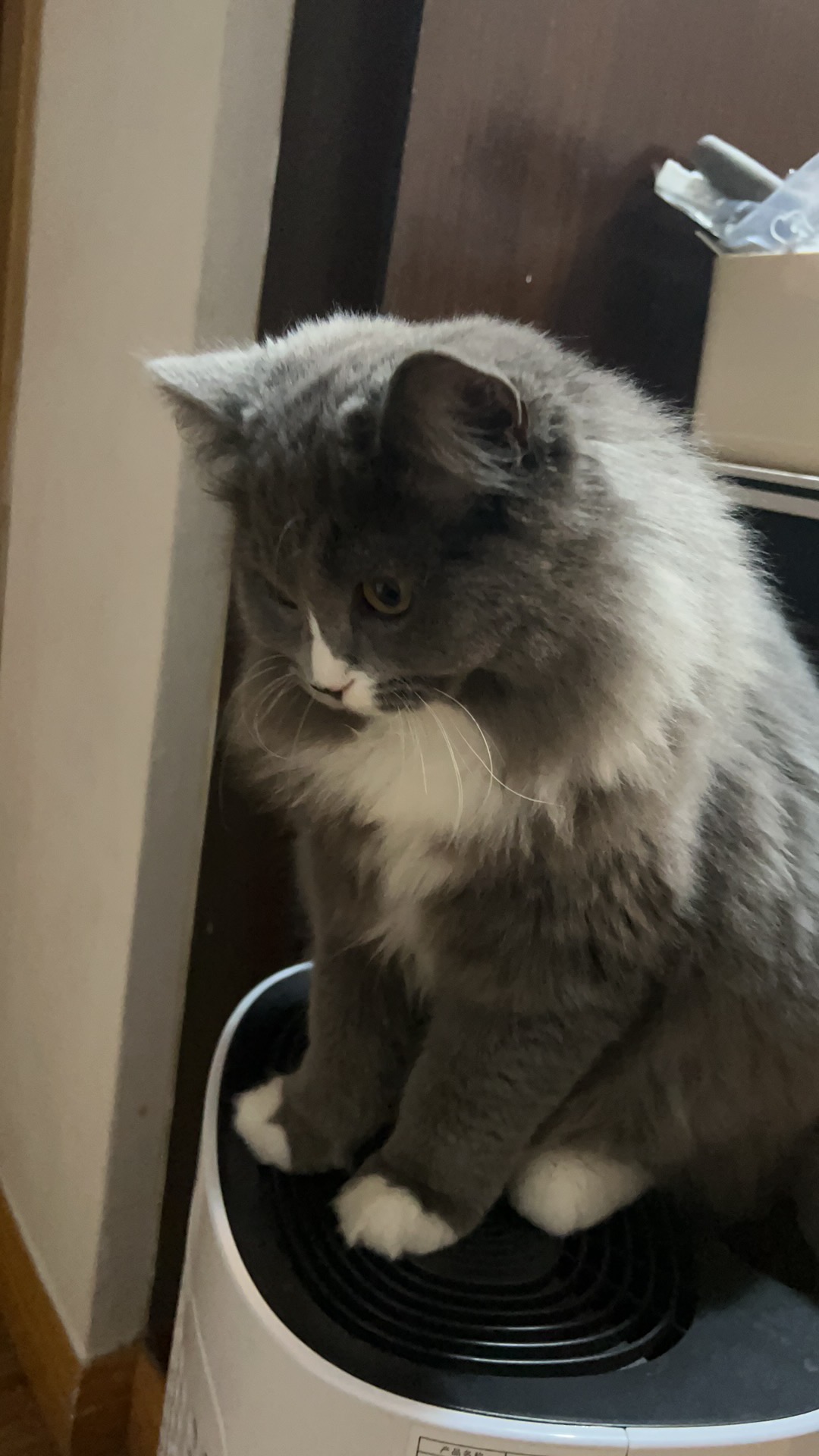 pokdbb.lens Lens social identity (.lens handle) PFP